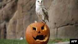 A barn owl stands on a jack-o-lantern carved from a pumpkin and used to symbolise Halloween or All Saints' Eve at the Zoom Torino zoo and amusement park in Cumiana, near Turin, northern Italy.