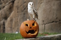 A barn owl stands on a jack-o-lantern carved from a pumpkin and used to symbolise Halloween or All Saints' Eve at the Zoom Torino zoo and amusement park in Cumiana, near Turin, northern Italy.