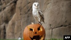 A barn owl stands on a jack-o-lantern carved from a pumpkin and used to symbolise Halloween or All Saints' Eve at the Zoom Torino zoo and amusement park in Cumiana, near Turin, northern Italy.