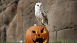 A barn owl stands on a jack-o-lantern carved from a pumpkin and used to symbolise Halloween or All Saints' Eve at the Zoom Torino zoo and amusement park in Cumiana, near Turin, northern Italy.