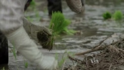 Rice Farmers Frustrated As Drought Grips Thailand