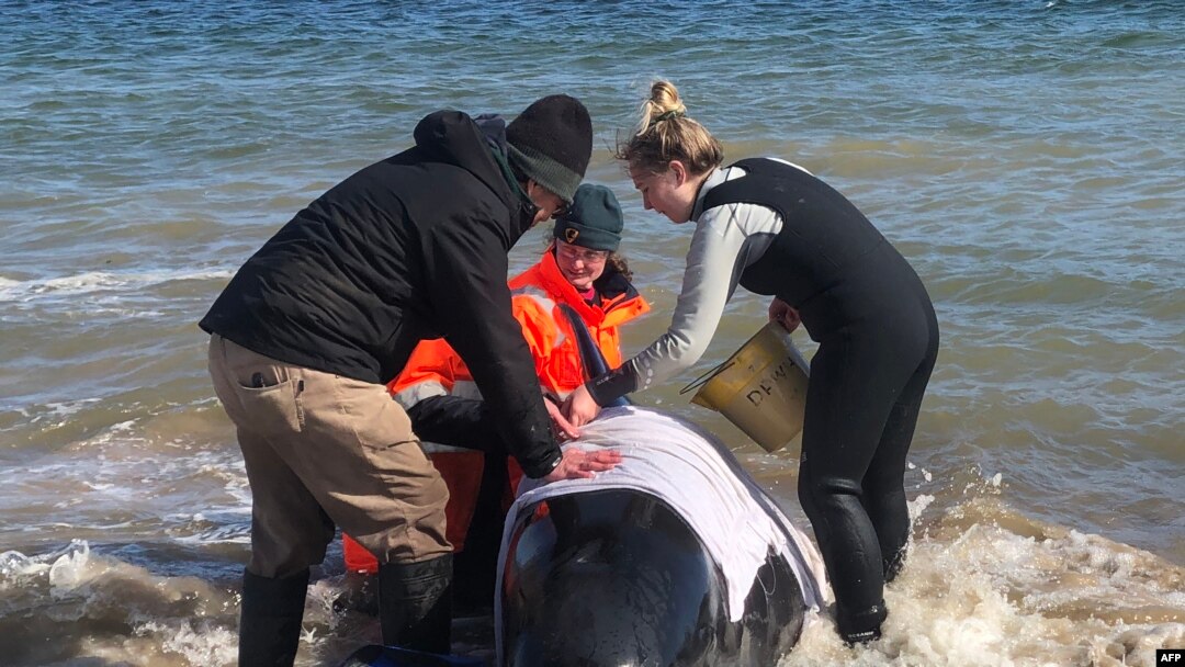 Para relawan mencoba menyelamatkan paus di Pelabuhan Macquarie, Tasmania, Australia, Selasa, 22 September 2020. (Foto: Reuters)