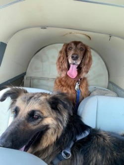 Two rescue dogs sit in Eduard Seitan's plane. The volunteer pilot and restauranteur flies rescue animals to their forever homes.