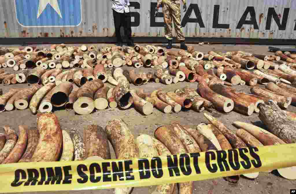 Kenyan officials display some of more than 1,600 pieces of illegal ivory found hidden inside bags of sesame seeds in freight traveling from Uganda, in Kenya's major port city of Mombasa, Oct. 8, 2013. 