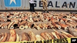 Kenya Seizes 1,600 Pieces of Ivory
