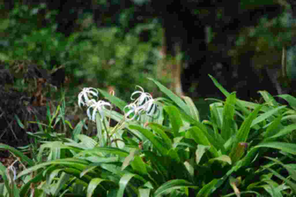 گلهای کاستاریکا / عکاس: بهروز نیکذات