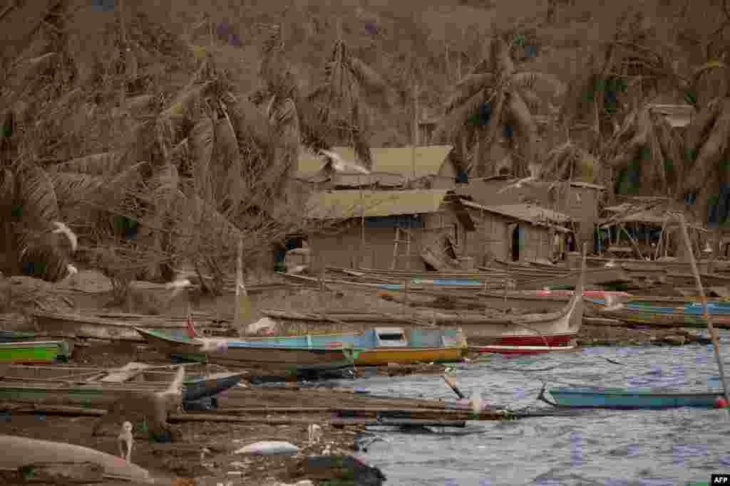 Abandoned houses and coconut trees are seen covered in mud and ash due to the eruption of the nearby Taal volcano, in Laurel in Batangas province.