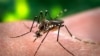 Is Zika Virus in Brazil Causing Brain Damage in Babies?
