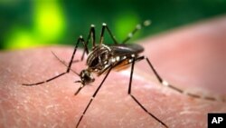 Mosquito aedes aegypti responsable de la transmisión del virus zika.