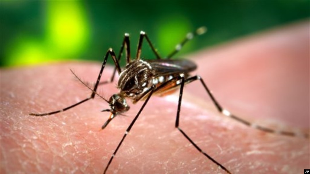 Nyamuk Aedes Aegypti penyebab penyakit demam berdarah, kini banyak ditemukan di beberapa wilayah Amerika. 