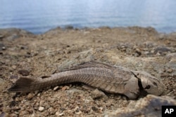 FILE - A fish carcass litters the banks of the unusually low Carraizo reservoir in Trujillo Alto, Puerto Rico, June 15, 2015.