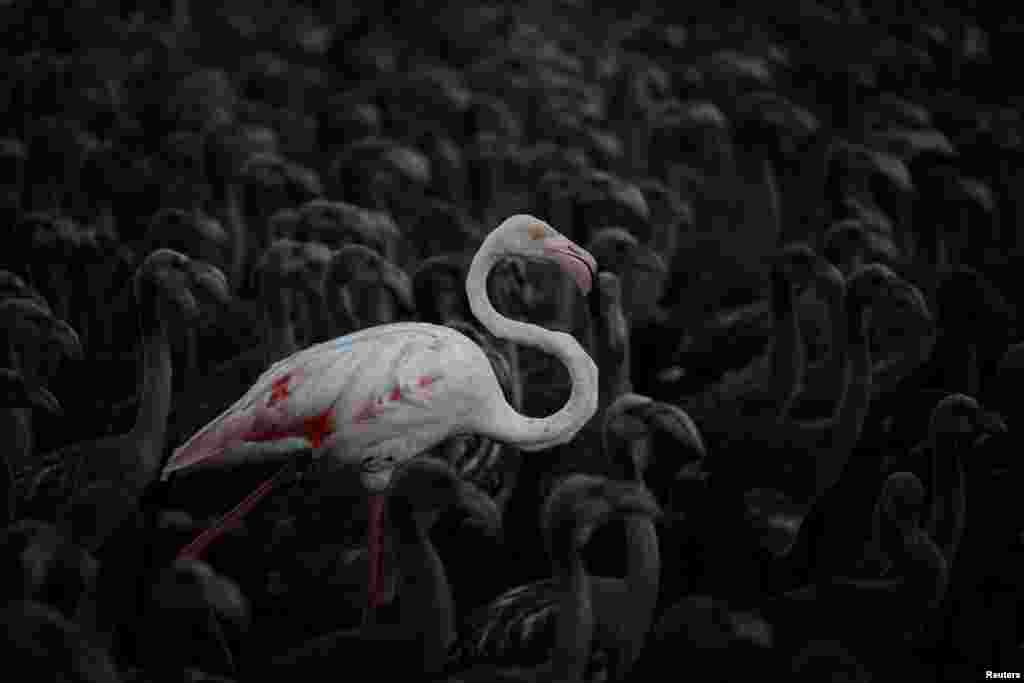 A flamingo and flamingo chicks are seen in a corral before being tagged at dawn at the Fuente de Piedra natural reserve, near Malaga, southern Spain, July 19, 2014.