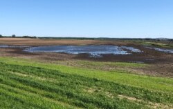 Puddles are seen in farm fields as heavy rains caused unprecedented delays in U.S. corn planting this spring, near Sheffield, Illinois, June 13, 2019.