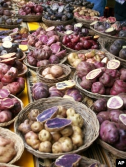 Diverse varieties of potatoes on sale in Cuzco, Peru.