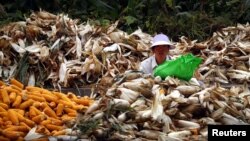 A woman sits between piles of corn as she removes the husks on a road located on the outskirts of Beijing, October 16, 2012.