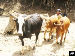 An international food NGO is warning that indigenous animal breeds around the world, such as these Ethiopian cattle, are dying out … largely as a result of the world’s increasingly industrialized food production system