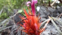 Brazilian bromeliad