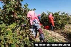 Workers harvest grapes for winemaker Ian Dai (not pictured) at a vineyard near Yinchuan, Ningxia, October 11, 2021. (REUTERS/Norihiko Shirouzu)