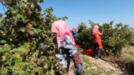 Workers harvest grapes for winemaker Ian Dai (not pictured) at a vineyard near Yinchuan, Ningxia, October 11, 2021. (REUTERS/Norihiko Shirouzu)