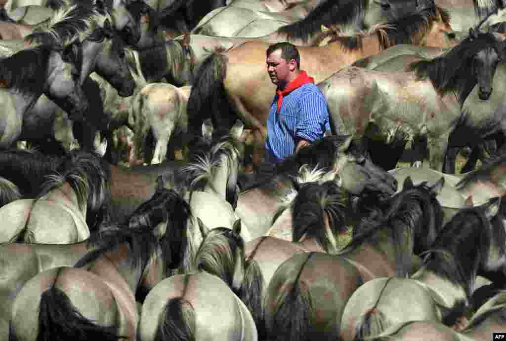 A man takes part in the annual wild horse catch in Duelmen, western Germany.