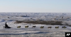 FILE - A musher and his dogs race along the frozen Bering Sea coast outside Nome, Alaska, March 16, 2016.