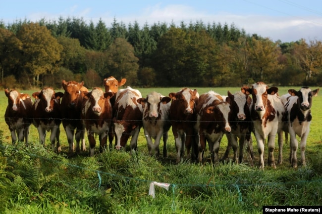 Sapi terlihat di sebuah ladang di pedesaan, 3 November 2013. (Foto: REUTERS/Stephane Mahe)