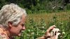 Researcher Sam Droege demonstrates Bee Hunting techniques, getting in close for a shot.