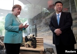 5일 베를린에서 시진핑(오른쪽) 중국 국가주석과 앙겔라 메르켈 독일 총리가 지난달 현지에 도착한 판다들을 살펴보고 있다.