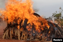FILE - Five tons of ivory seized from illegal poaching of elephants in Malawi and Zambia, being burned in Kenya.