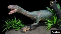 A replica of the new species Teleocrater rhadinus, a close relative of dinosaurs, is seen preying on a juvenile cynodont, a distant relative of mammals, is shown in this handout photo provided April 12, 2017, by Museo Argentino de Ciencias Naturales "Bernardino Rivadavia" Buenos Aires. Argentina. 