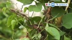 Manchetes Africanas 3 Fevereiro 2020: Somália declara praga de gafanhotos desastre nacional