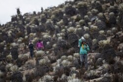 In this Feb. 19, 2019 photo, scientists hike during a mission to study how temperatures and plant life are changing in the ecosystem known as the paramos.