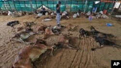 India Cattle Disease