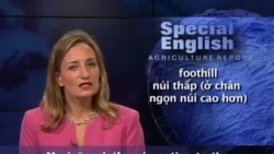 Anh ngữ đặc biệt: The Moringa Oleifera Plant (VOA)