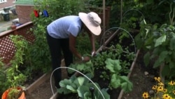 Berkebun Sayur di Rumah Sendiri