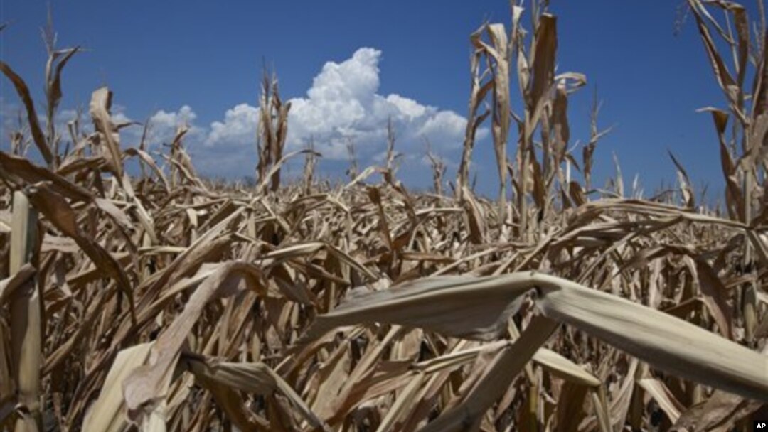 Kemarau parah tahun ini telah merusak sebagian besar lahan pertanian dan gagalnya panen jagung dan gandum di Amerika (foto: dok).