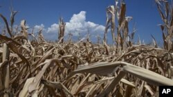 Kemarau parah tahun ini telah merusak sebagian besar lahan pertanian dan gagalnya panen jagung dan gandum di Amerika (foto: dok).