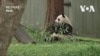 熊貓歸來！ “寶力”和“青寶”即將抵達華盛頓國家動物園