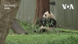 熊貓歸來！ “寶力”和“青寶”即將抵達華盛頓國家動物園