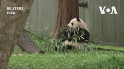 熊貓歸來！ “寶力”和“青寶”即將抵達華盛頓國家動物園