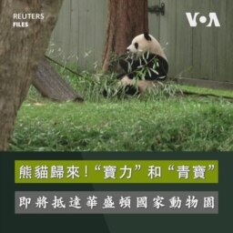 熊貓歸來！ “寶力”和“青寶”即將抵達華盛頓國家動物園
