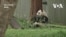 熊貓歸來！ “寶力”和“青寶”即將抵達華盛頓國家動物園