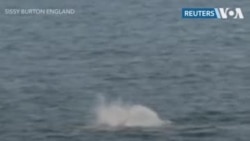 Кит у берега