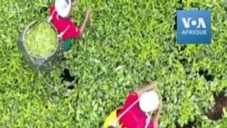 Kenya- face à la baisse des prix, les producteurs de thé se diversifient