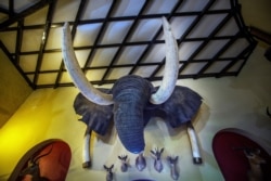 FILE- An elephant head wall trophy is on display at the Nesbitt Castle in Bulawayo, Zimbabwe, in this April 23, 2018, photo.