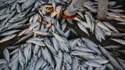 Barcos registados na Rússia, Panamá e Seychelles no roubo de pescado moçambicano, dizem as autoridades