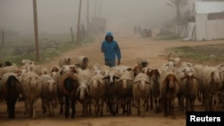 Seorang peternak Palestina menggiring ternaknya di pagi berkabut, di utara Jalur Gaza, 26 Februari 2017.