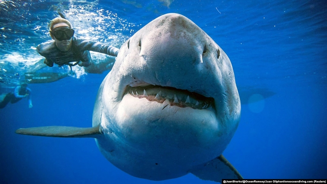 Biggest Great White Shark on Record Thrills Divers off Hawaii