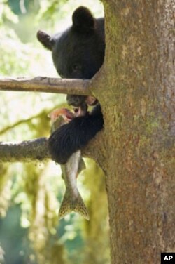 A Black Bear snacks on salmon in a tree at Tongass National Forest in Alaska.