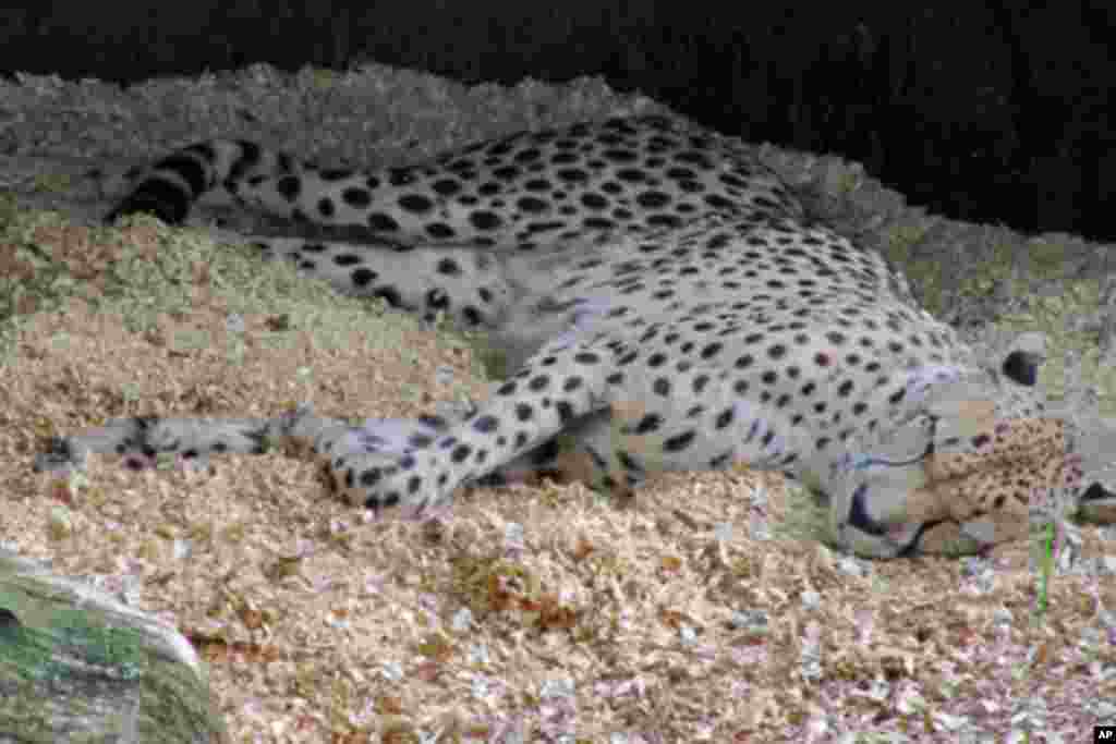 Listed as vulnerable on World Conservation Union's Red List of Threatened Animals, cheetahs live in small, isolated populations. (VOA - S. Logue Koster)